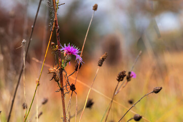 Flower of milk thistle plant - Silybum marianum in the meadow.