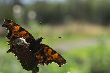 Makrofotografie von Insekten und Spinnen