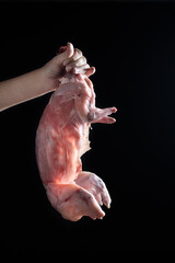Carcass of raw rabbit . Raw rabbit meat on dark background.Woman holding uncooked rabbit