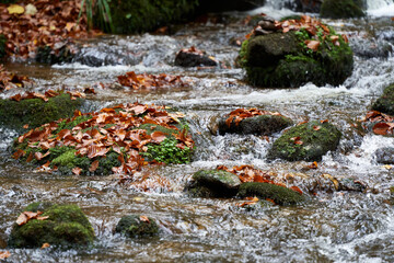 Detail of a stream with water, stones with moss and leaves.
