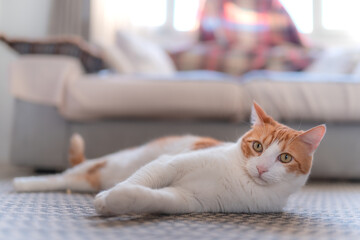 Naklejka premium gato blanco y marrón con ojos amarillos tendido en la alfombra, mira a la cámara