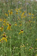 Ratibida Prairie