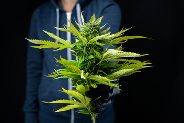 marijuana cannabis medicine legalization and cultivation in America