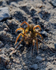 Makrofotografie von Insekten und Spinnen