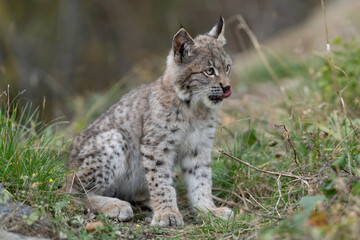 Lynx in green forest with tree trunk. Wildlife scene from nature. Playing Eurasian lynx, animal behaviour in habitat. Wild cat from Germany. Wild Bobcat between the trees