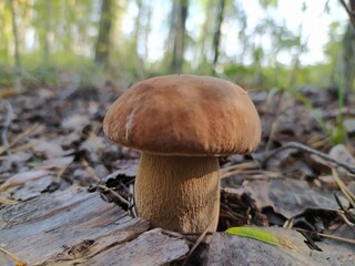 mushroom in the forest