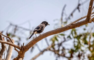 Pied BushChat bird sitting on the trunk of the tree