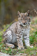 Naklejka premium Lynx in green forest with tree trunk. Wildlife scene from nature. Playing Eurasian lynx, animal behaviour in habitat. Wild cat from Germany. Wild Bobcat between the trees