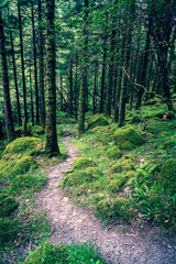 Forest with moody lights and colors. A path leads through the park