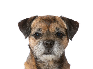 Border terrier portrait. image taken in a studio.