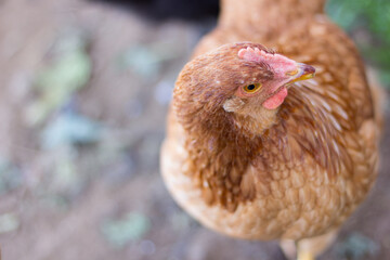 Young hen inside a farm