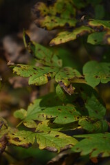 Dying Leaves