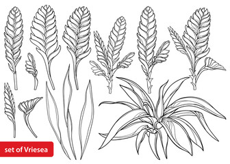 Set with outline tropical Vriesea flower bunch, bud and leaves in black isolated on white background.