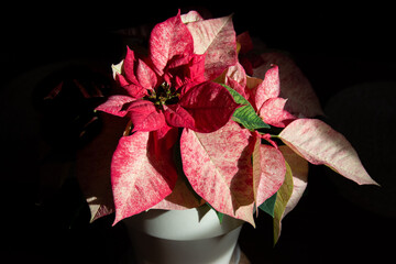 red poinsettia flower, variegated in dramatic lighting close up