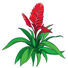 Bush of outline tropical Vriesea with red flower and green leaf isolated on white background. 