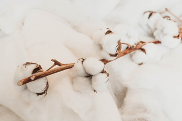 Cotton plant lying on the wool cover