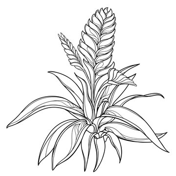 Bush of outline tropical Vriesea plant with flower and leaf in black isolated on white background.