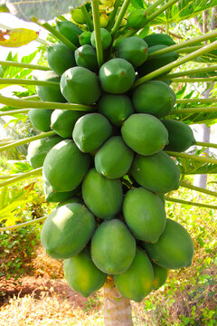 Caricaceae fruit
