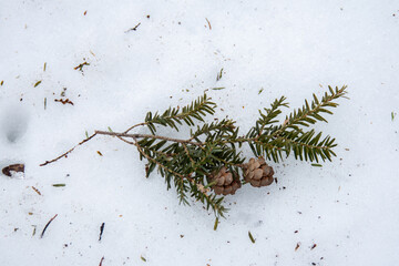 hemlock sprig with small pine cones close up on snow background