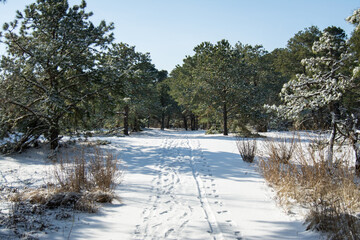 snowy path through pine forest with footprints