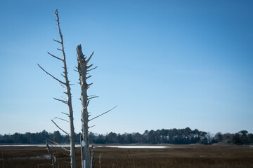 dead tree isolated against winter marsh