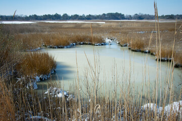frozen green marsh water with winter marsh grasses vanishing to tree lined horizon
