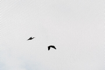 Minimal Animal  - Ibis chauves en volière