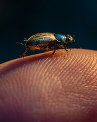 Makrofotografie von Insekten