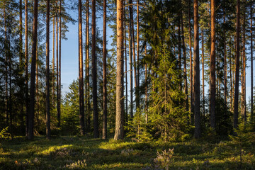 Obraz premium The pine forest is lit up with warm spring light.