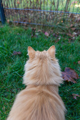 Red cat going for a adventure outside