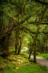 Winding gravel road through sunny green Forest illuminated by sunbeams through mist and dark scenery