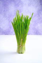 A bunch of green fresh wheat sprouts on a white-purple background. Side view. The concept of healthy food, Superfoods.