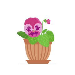 Home gardening. Pansies flower in a pot. Vector