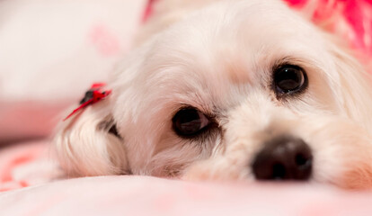 Perrito con mirada tierna