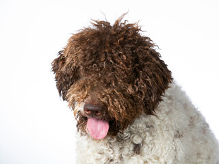 Lagotto romagnolo puppy dog portrait, image taken in a studio. isolated on white.