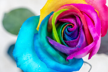 Fototapeta na wymiar Rosa multicolor con gotas de agua