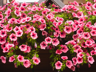 Fototapeta na wymiar Pink petunia, surfinia flowers cascading from the balcony terrace 