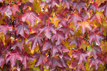  Decorative bright red leaves of Virginia creeper - obrazy, fototapety, plakaty