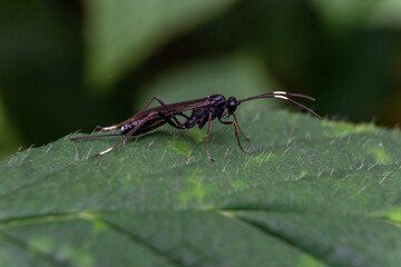 Makrofotografie von Insekten