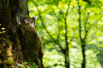 Moss growing on a tree in the forest