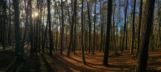 Fototapeta na wymiar Panoramafoto Herbstwald mit direkter Sonneneinstrahlung durch die Bäume