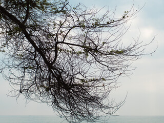 Silhouette of a big tree branch against the sky at the edge of the sea in the morning.