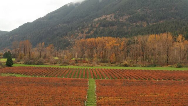 Beautiful fall landscape with vibrant autumn color blueberry farm, that lies under a mountain in British Columbia, Canada