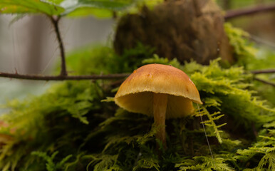 Gelbbrauner Pilz im Makro.