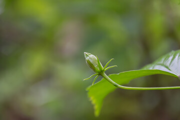 Close-up of a red Hibiscus bud with a blur background in a garden in India