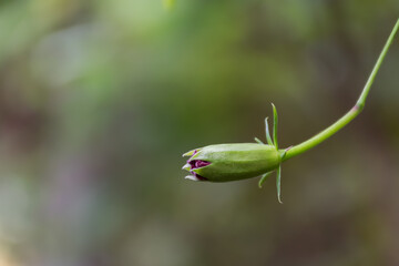 Close-up of a red Hibiscus bud with a blur background in a garden in India