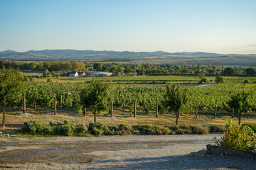 Fototapeta na wymiar beautiful manicured vineyards like in Tuscany against a beautiful landscape and mountains