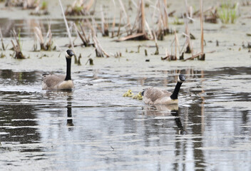 Canada Goose Family