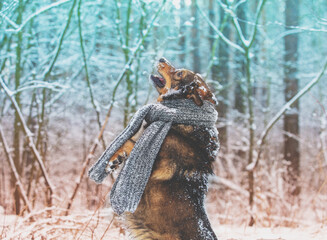 Portrait of a begging dog with a knitted scarf tied around the neck walking in a blizzard in the forest