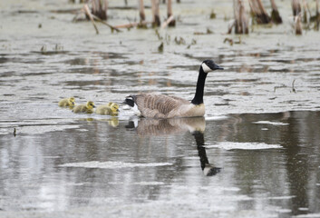 Canada Goose Family